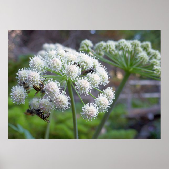 Poster Polinizadores em Flores de Angelica Branca (Frente)