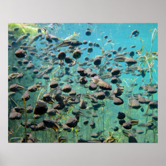 Poster Polos De Pesca Econfina Creek