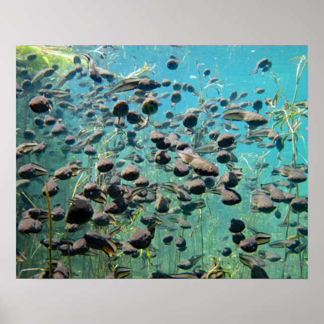 Poster Polos De Pesca Econfina Creek (Frente)