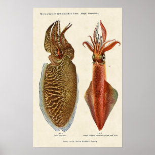 Póster Polvo 1913 do und do Sepia