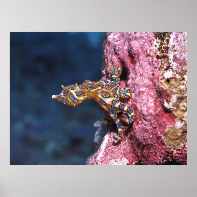 Poster Polvo Anel Azul (Frente)