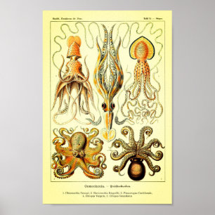 Póster Polvo de Ernst Haeckel