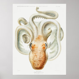 Poster Polvo de Velodona por Carl Chun