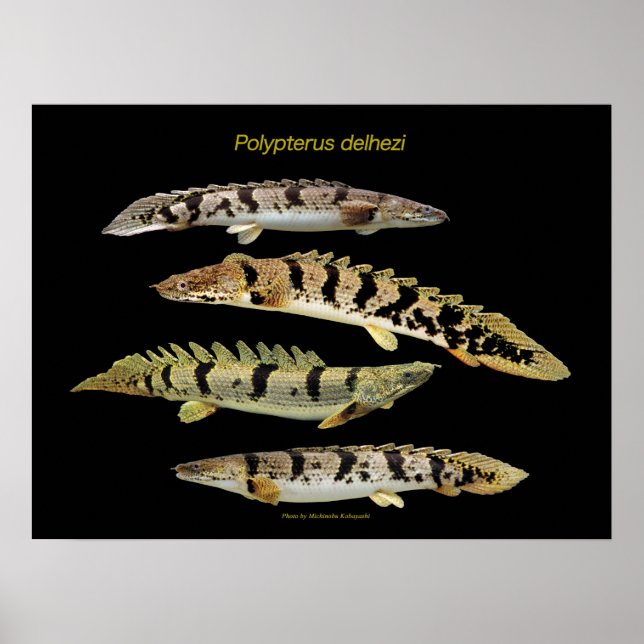 Poster Polypterus delhezi の ポ ス タ ー (Frente)