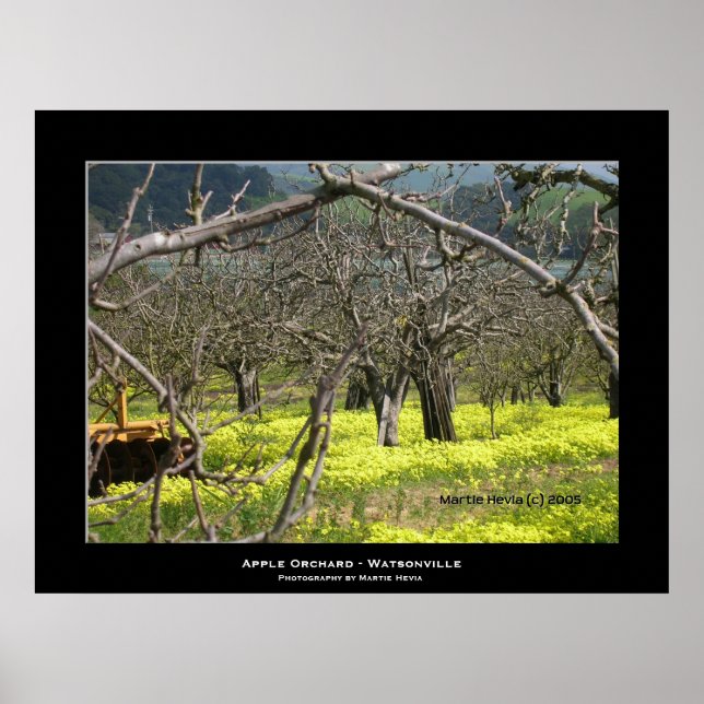 Poster "Pomar Apple - Watsonville" (Frente)