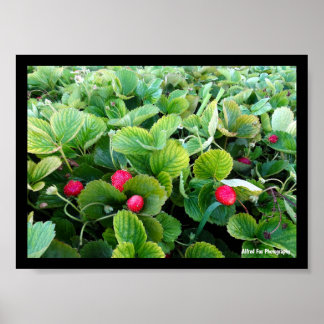 Poster Pomar de Morango