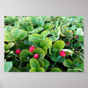 Poster Pomar de Morango