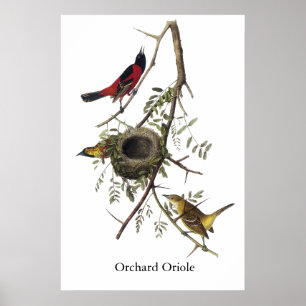 Póster Pomar Oriole - John James Audubon