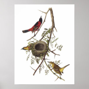 Póster Pomar Oriole por Audubon