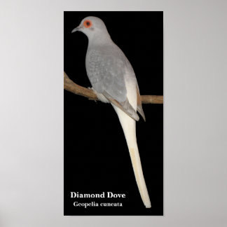Póster pomba de diamante, Dove de Diamante, Geopelia cune