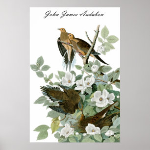 Póster Pomba de lamentação 1 do pombo de John James