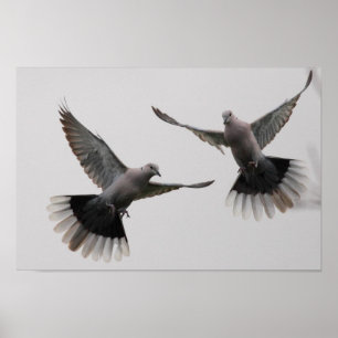 Póster Pombas colocadas um colar
