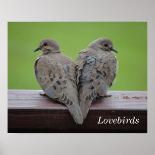 Póster Pombas de lamentação