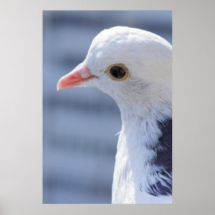 Poster Pombo