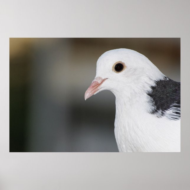 Póster Pombo (Frente)