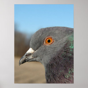 Poster Pombo