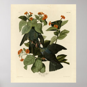 Poster Pombo-de-coroa-branca - Pássaros da América de Aud