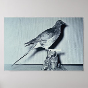 Póster Pombo de passageiro