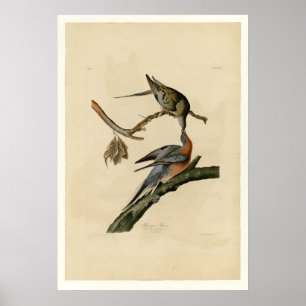 Poster Pombo de passageiro