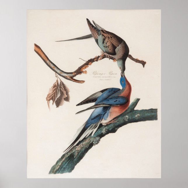 Póster Pombo de passageiro (1838) John J. Audubon (Frente)