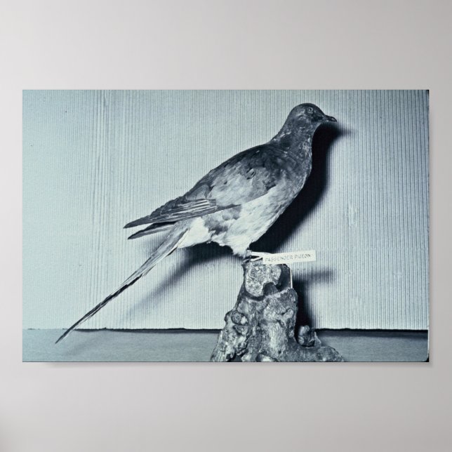 Póster Pombo do passageiro (Frente)
