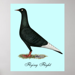 Póster Pombo do preto do vôo do vôo