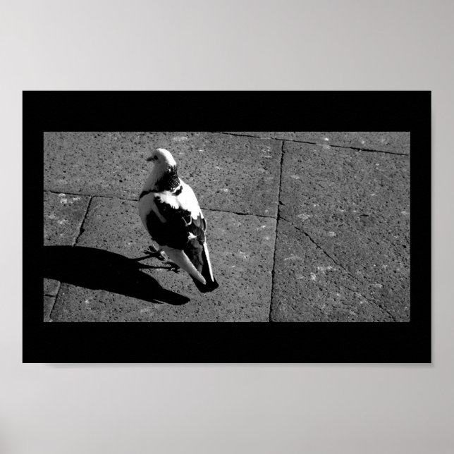 Póster Pombo em Veneza (Frente)