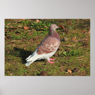 Poster Pombo no lago Cardiff park de Roath