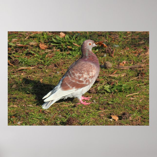 Poster Pombo no Roath Park Lake Cardiff (Frente)