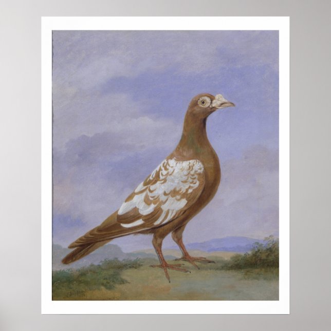Póster Pombo (óleo na canvas) (Frente)