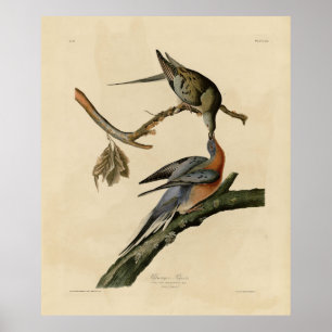 Poster Pombo-passageiro das Aves da América de Audubon