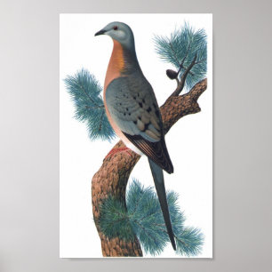 Póster Pombo-passageiro - Ectopistes migratorius P/folio