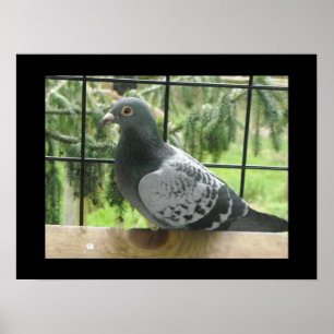 Póster Pombo perfeito
