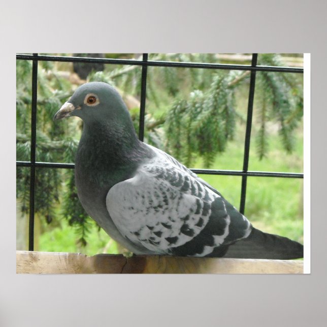 Póster Pombo Perfeito (Frente)