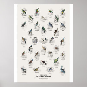 Poster Pombos - Biblioteca do Naturalista