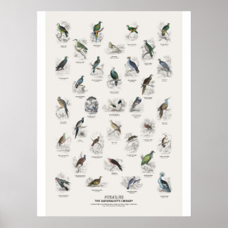 Poster Pombos - Biblioteca do Naturalista