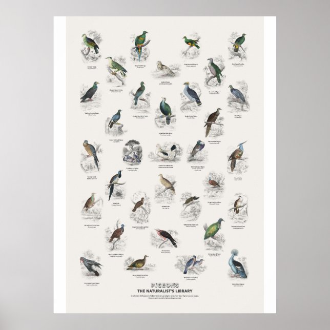 Poster Pombos - Biblioteca do Naturalista (Frente)