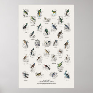 Poster Pombos - Biblioteca do Naturalista