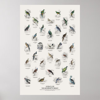Poster Pombos - Biblioteca do Naturalista