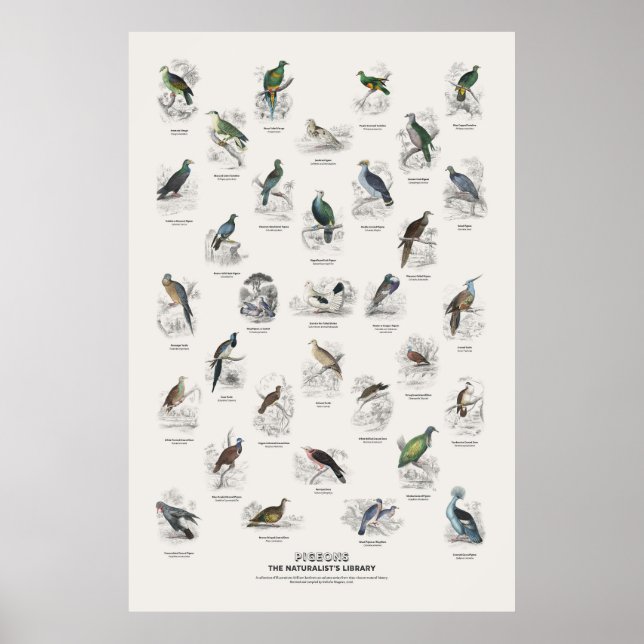 Poster Pombos - Biblioteca do Naturalista (Frente)