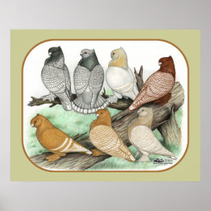 Póster Pombos clássicos Blondinettes do folho