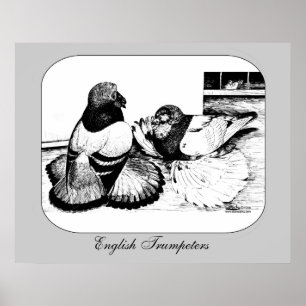 Póster Pombos de Trompeter Ingleses