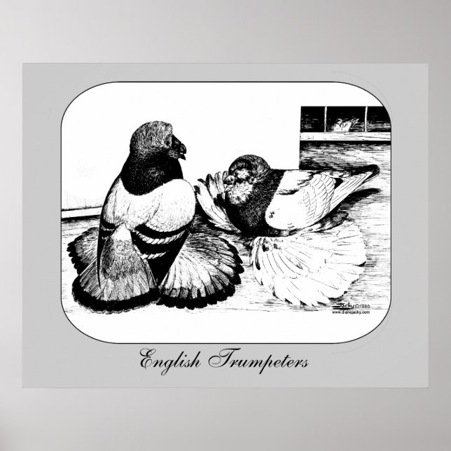 Póster Pombos de Trompeter Ingleses (Frente)