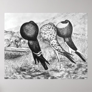 Póster Pombos do Pouter de Brunner