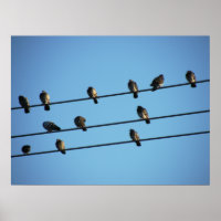Pombos em uma rede elétrica