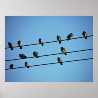 Poster Pombos em uma rede elétrica
