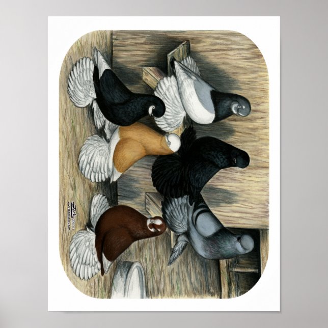 Póster Pombos-Tumbler Malgados (Frente)