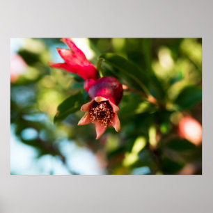 Poster Pomegranato