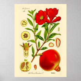 Poster Pomegranato