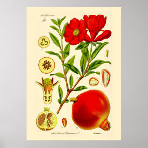 Poster Pomegranato
